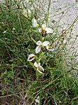 Ophrys aoifera