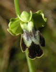 Ophrys fusca XII