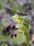 Ophrys fusca I