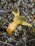 Ophrys fusca II