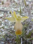 Ophrys fusca II