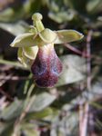 Ophrys fusca III