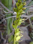 Gennaria diphylla / Zweiblättriger Grünstendel / Two-leaved gennaria / Mosques verdes