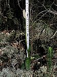 Neotinea maculata  / Gefleckte Waldwurz; Keuschorchis / Caputxina tacada /  Dense-Flowered Orchid 
