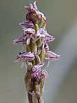 Neotinea maculata  / Gefleckte Waldwurz; Keuschorchis / Caputxina tacada /  Dense-Flowered Orchid 