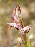 Serapias parviflora / Kleinblütiger Zungenstendel / Small Tongue Orchid / Gallos