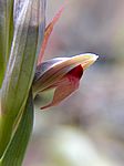 Serapias parviflora / Kleinblütiger Zungenstendel / Small Tongue Orchid / Gallos