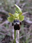 Ophrys fusca XII