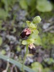 Ophrys fusca I