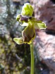 Ophrys fusca III