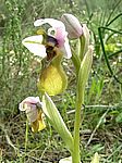Ophrys tenthredinifera / Wespen Ragwurz / Sawfly Orchid / Abellera vermella / Mosques vermelles