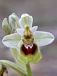 Ophrys tenthredinifera / Wespen Ragwurz / Sawfly Orchid / Abellera vermella / Mosques vermelles