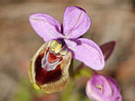 Orchideen der Insel Formentera