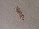 GEKKONIDAE:  Hemidactylus turcicus (Linnaeus, 1758)