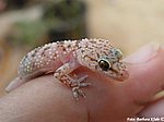 GEKKONIDAE:  Hemidactylus turcicus (Linnaeus, 1758)
