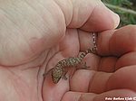 GEKKONIDAE:  Hemidactylus turcicus (Linnaeus, 1758)