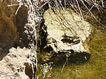 RANIDAE:  Pelophylax perezi