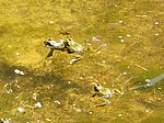RANIDAE:  Pelophylax perezi