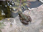 RANIDAE:  Pelophylax perezi