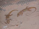 GEKKONIDAE:  Hemidactylus turcicus (Linnaeus, 1758)