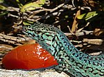 LACERTIDAE:  Podarcis pityusensis