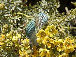 LACERTIDAE:  Podarcis pityusensis