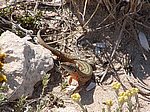 LACERTIDAE:  Podarcis pityusensis