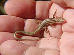 LACERTIDAE:  Podarcis pityusensis