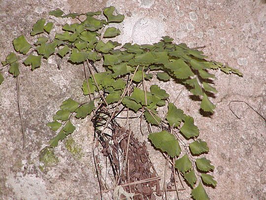 Adiantum